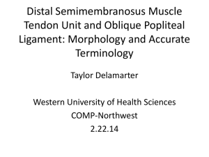 Distal Semimembranosus Muscle Tendon Unit and Oblique