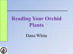 Reading Your Orchid Plants