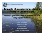 Impacts of introduced predatory fishes in Ontario lakes: Assessing