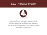 3.E.2 Nervous System - kromko