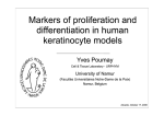 Markers of proliferation and differentiation in human keratinocyte