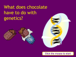 Chocolate and genetics - UK Association for Science and Discovery