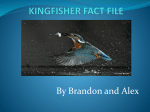 kingfisher fact file - Richmond Park School