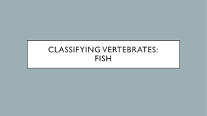 Classifying Vertebrates: FIsh