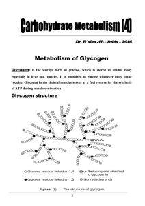 Dr. Walaa AL - Jedda – 2016 Metabolism of Glycogen Glycogen: is