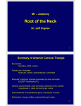 Root of the Neck