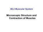 Microscopic Structure and Contraction of Muscles