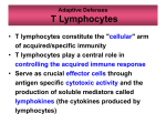 cytotoxic T cell