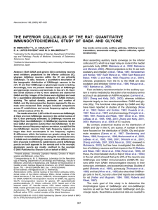 the inferior colliculus of the rat: quantitative