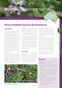 African boxthorn (Lycium ferocissimum)