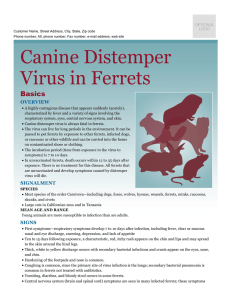 Canine Distemper Virus in Ferrets