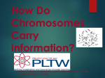 How Do Chromosomes Carry Information?