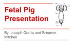 Fetal Pig Presentation