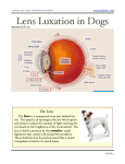 Lens Luxation in Dogs