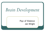 Slides on brain development