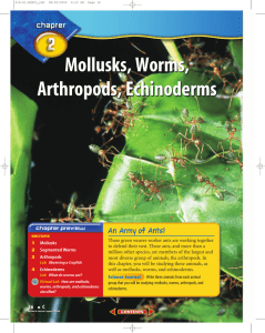 Mollusks, Worms, Arthropods, Echinoderms