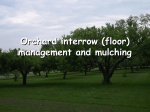 Orchard interrow (floor) management and mulching