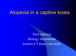 Alopecia in a captive koala