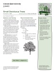 Small Deciduous Trees - Colorado State University Extension