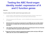 Testing the ABC floral-organ identity model