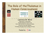 The Role of theThalamus in Human Consciousness
