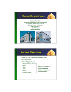 Human Herpesviruses Lecture Objectives
