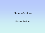Vibrio - MICROBIOLOGY MATTERS