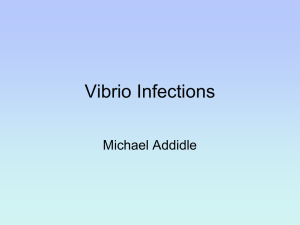 Vibrio - MICROBIOLOGY MATTERS