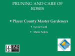 Pruning and Care of Roses - Placer County Master Gardeners
