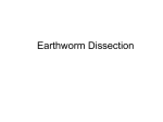 Earthworm Dissection - Glassford Bio