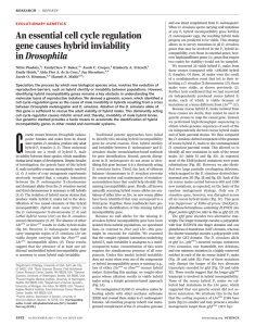 An essential cell cycle regulation gene causes hybrid inviability in
