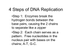 4 Steps of DNA Replication