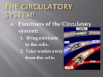 The Circulatory System!