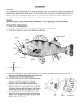 Perch Dissection Lab Guide