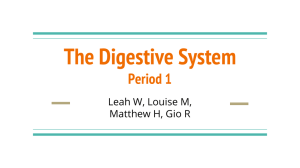 The Digestive System Period 1 - Mercer Island School District