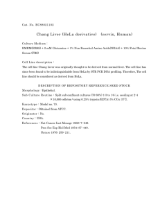 Chang Liver (HeLa derivative) (cervix, Human)