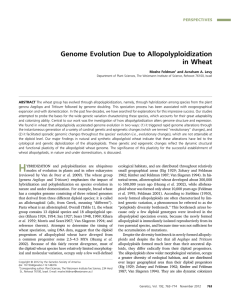 Genome Evolution Due to Allopolyploidization in Wheat