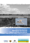 managing threatened beach-nesting shorebirds