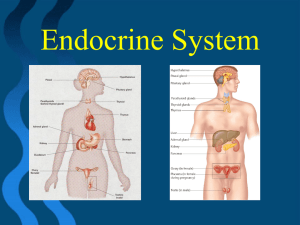 Endocrine System