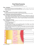 MS Word Version - Interactive Physiology