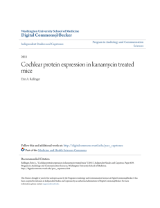 Cochlear protein expression in kanamycin treated mice