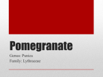 pomegranate