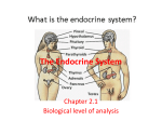 The Endocrine System