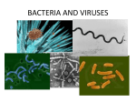 Bacteria and Viruses (SE).