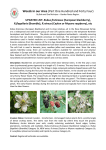 Article 144 Updated List_ Rubus fruticosus_European blackberry