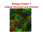 Biology Chapter 7 Cellular Structure and Function