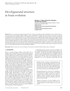 Developmental structure in brain evolution