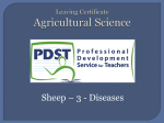Sheep disease
