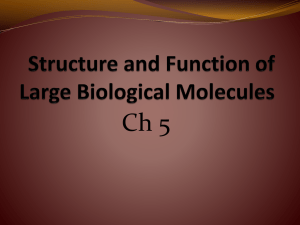 Structure and Function of Large Biological Molecules