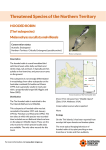 Hooded Robin - Northern Territory Government